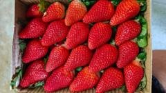 India wants to join the strawberry superpowers