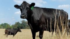 US beef prices have soared but farmers aren’t making more money