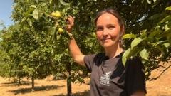 Drought leaves ‘barely any apples’ to make cider