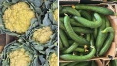 Sun-tanned cauliflowers and knobbly spuds – the heatwave veg that’s good to eat