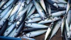 ‘Skimpflation’ warning as tinned mackerel alternative hits more supermarket shelves