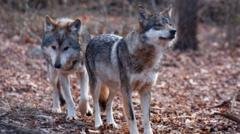 Trump signs order to remove endangered species protection for grey wolves