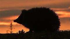 Hedgehog among four animals chosen to feature on new banknotes